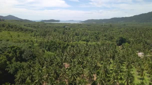 Aerial Drone Tropical Agricultural Valley Island Palm Tree Plantation Ocean — Vídeo de Stock