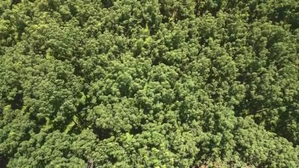 Coup Drone Aérien Arbres Caoutchouc Abattu Sur Cime Des Arbres — Video