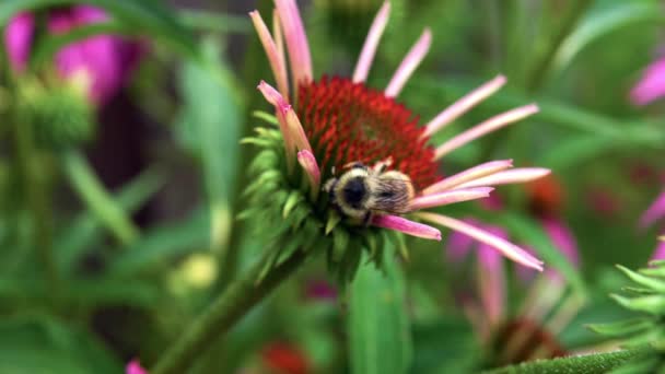 Bumblebee Flor Coneflower Durante Polinização Perto — Vídeo de Stock