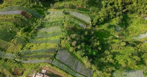 Vegetable Plantation Village Dense Trees Planted Brocolli Cabbage Potatoes Green — Stock Video