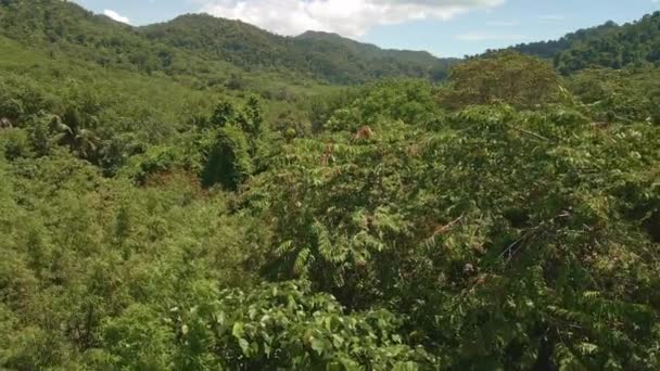 Aerial Drone Tropical Valley Island Bamboo Tropical Trees Mountains — Video