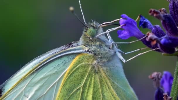 Cabbage Butterfly Collecting Nectar Purple Flower Garden Macro Shot — Stockvideo