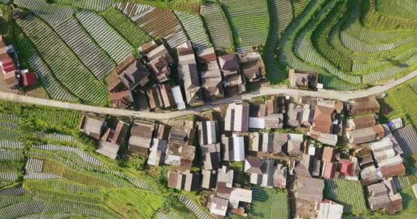 Köy Ağaçların Yoğun Olduğu Sebze Çiftliği Brokoli Lahana Patates Yeşil — Stok video