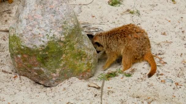 Meerkat Excavando Arena Detrás Big Rock Moción Lenta — Vídeos de Stock