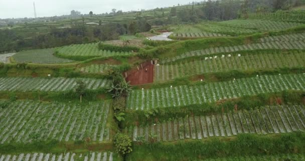 ブロッコリー キャベツ ジャガイモ 中央ジャワ インドネシアで植えた植物プランテーションで働く農家 農業産業です プランテーションの4K空中ビュー — ストック動画