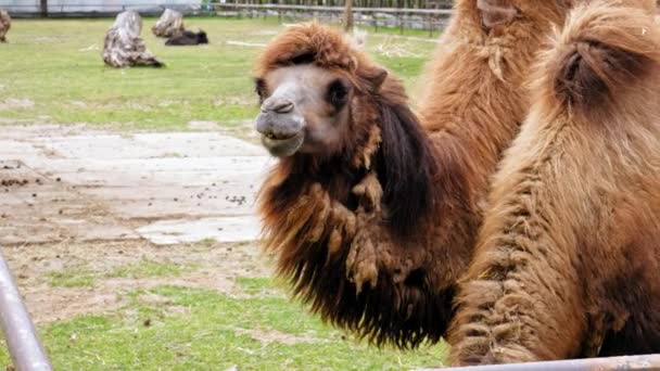 Close Portrait Bactrian Camel Camelus Bactrianus Parque Zoológico Vida Selvagem — Vídeo de Stock