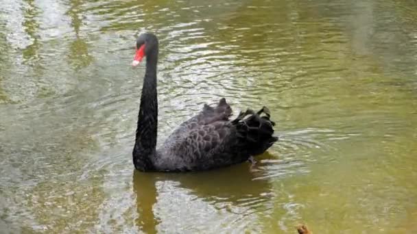 Portrait Black Swan Floating Tranquil Lake Slow Motion Shot — Vídeo de Stock