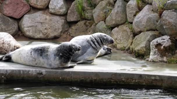 Wildlife Scene Grey Seals Relaxing Side Pool Zoo Park Close — ストック動画