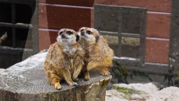 Small Mammal Meerkats Suricata Suricatta Seated Log Wildlife Park Close — ストック動画