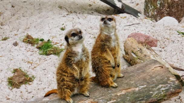 Pair Meerkats Standing Log Being Watchful Close Shot — ストック動画