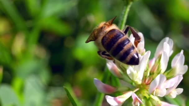 Honung Pollinerande Blommor Sommaren Makro Skott — Stockvideo