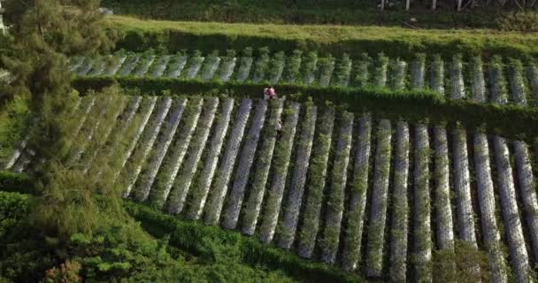 Jordbrukare Som Arbetar Den Grönsaksplantage Som Planterats Med Brocolli Kål — Stockvideo