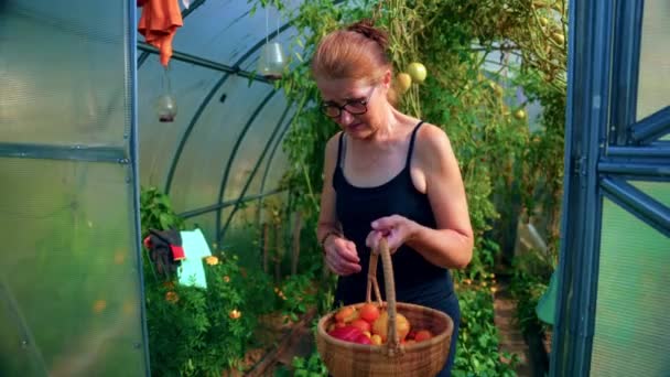 Old Caucasian Woman Getting Out Hothouse Basket Full Ripe Tomatoes — Stock Video