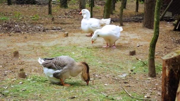 Dospělý Muž Žena Husa Farmě Dvoře Během Dne Statický Výstřel — Stock video