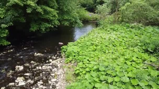 Bosque Escena Del Río Filmado Derbishire Peak District Drone Imágenes — Vídeo de stock