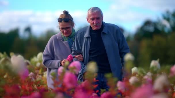 リトアニアの色とりどりのアジサイの枝を歩く素敵なシニアカップルリトアニアの花の植物 選択フォーカス 中程度のショット — ストック動画