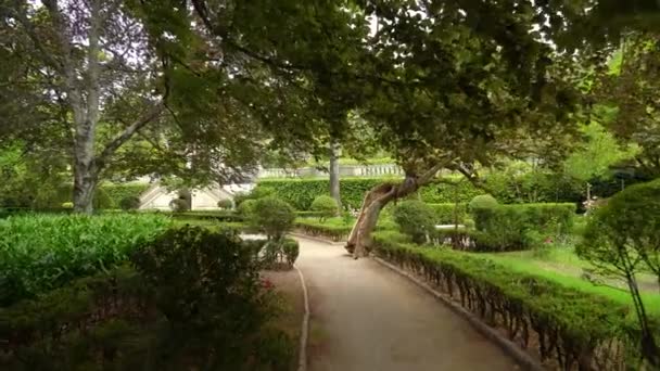 Árvore Muito Antiga Oca Jardim Botânico Universidade Coimbra — Vídeo de Stock