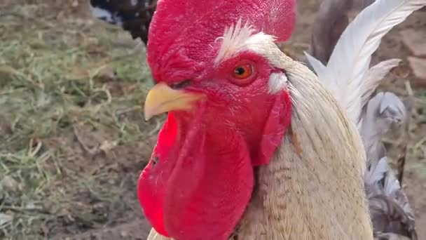 Zblízka Velký Krásný Kohout Červeným Hřebenem Rozhlížející Kolem Kurníku Kuřaty — Stock video