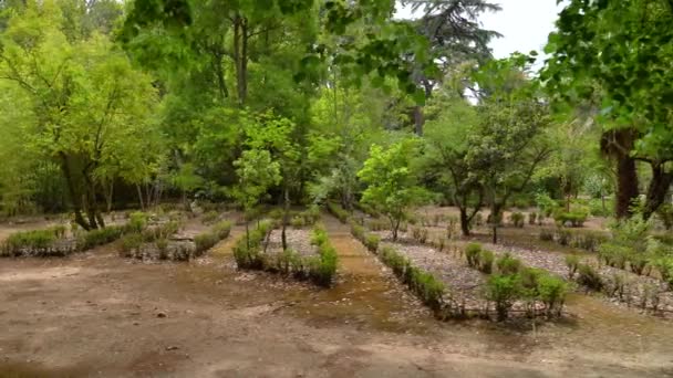 Little Plants Growing Botanical Garden University Coimbra — Stock videók