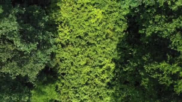 Vertical Top Aerial Ascending Grüne Bäume Und Wald Nächsten Fluss — Stockvideo