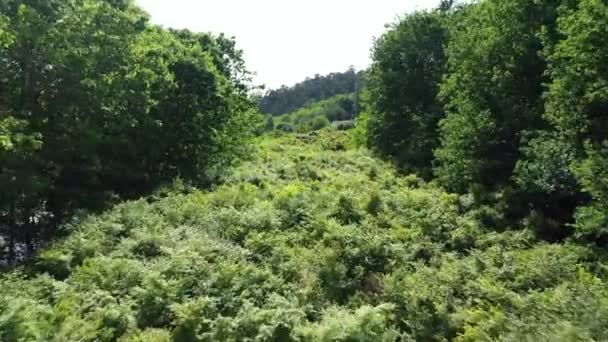 Paisagem Verde Exuberante Drone Voando Acima Árvores Densas Dia Ensolarado — Vídeo de Stock