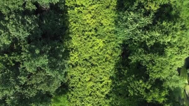 Arriba Hacia Abajo Árboles Aéreos Plantas Verde Soleado Bosque Adelante — Vídeos de Stock