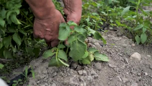 男がジャガイモを収穫している 地面にジャガイモ ジャガイモの栽培 男は手でジャガイモを掘り起こす シーナB — ストック動画