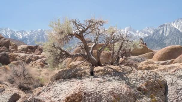 Slow Push Gnarled Desert Tree Growing Rocks Alabama Hills California — Stockvideo