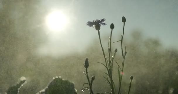 Bunganya Tumbuh Ladang Dan Petani Menyiramnya — Stok Video