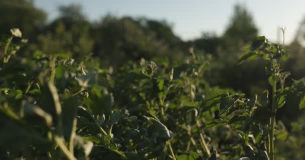 炎热的夏天在花园里种土豆 — 图库视频影像