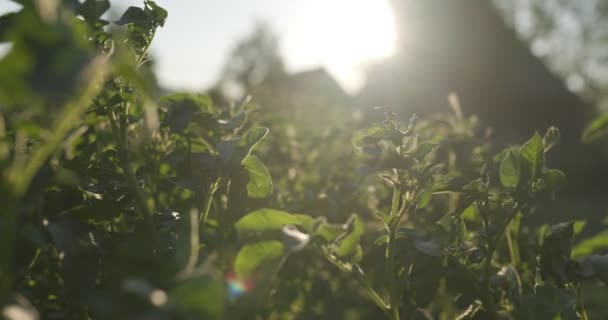 庭でジャガイモを栽培 — ストック動画