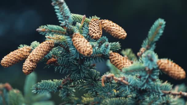 Plan Rapproché Des Branches Jeune Pin Des Cônes Pin Pendent — Video