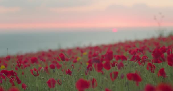 Közelkép Gyönyörű Piros Pipacsokról Pályán Naplementekor West Pwhole Poppies Cornwall — Stock videók