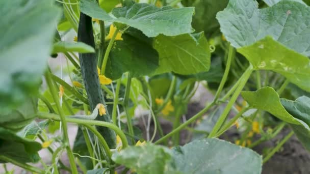 Pequenos Pepinos Que Crescem Fábrica Trabalhando Com Plantas Cultivando Vegetais — Vídeo de Stock