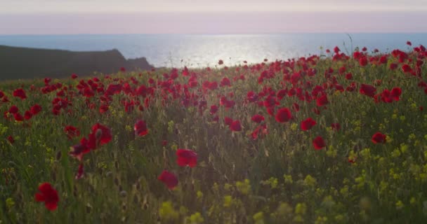 Red Poppies Coastal Field West Pentire Cornwall United Kingdom Seascape — Stock Video