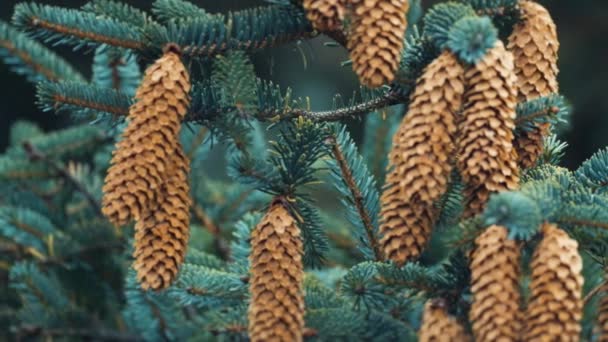 Tembakan Jarak Dekat Dari Pohon Pinus Muda Kerucut Cemara Tergantung — Stok Video