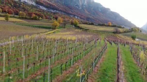 Aerial Drone Vineyards Autumn South Tyrol — Stock Video