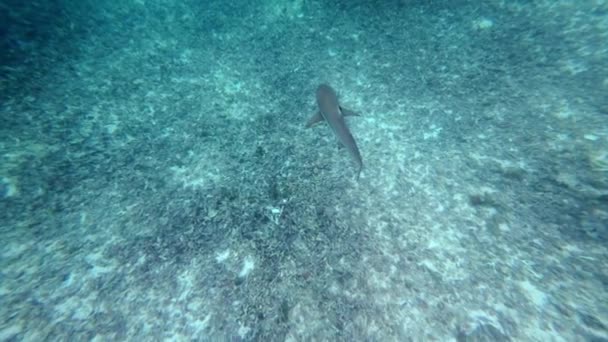 Rekin Dziewiczej Wodzie Podwodne Materiały Filmowe Parku Narodowym Komodo Indonezja — Wideo stockowe
