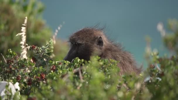 Zeitlupe Nahaufnahme Eines Pavians Der Beeren Von Einem Busch Südafrika — Stockvideo