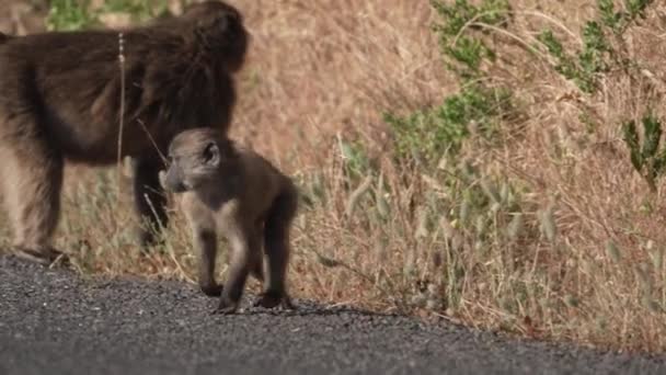 Pomalý Pohyb Close Baby Baboon Běží Přes Silnici Jižní Africe — Stock video