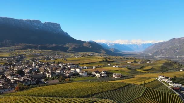 Aerial Drone Vineyards Autumn Alto Adige Italy — Stock Video