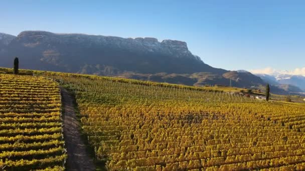 Drone Aéreo Sobre Vinhas Outono Alto Adige Itália — Vídeo de Stock