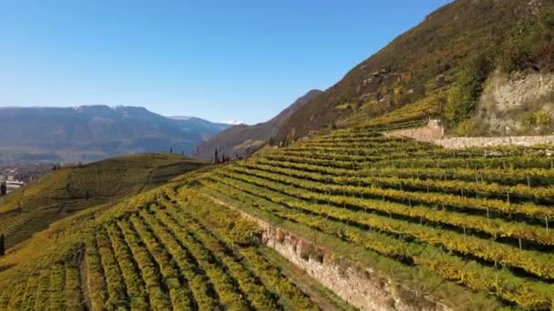 Luchtdrone Wijngaarden Kerk Van Magdalena Herfst Bolzano Alto Adige Italië — Stockvideo