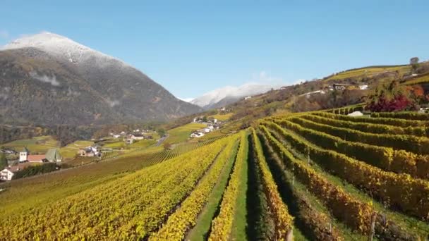 Drohne Herbst Über Den Weinbergen Südtirol — Stockvideo