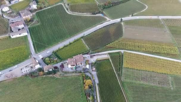 Aerial Drone Vineyards Autumn South Tyrol — Stock Video