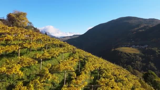 Ritten Sonbaharda Üzüm Bağlarında Hava Dronu Talya Alto Adige — Stok video