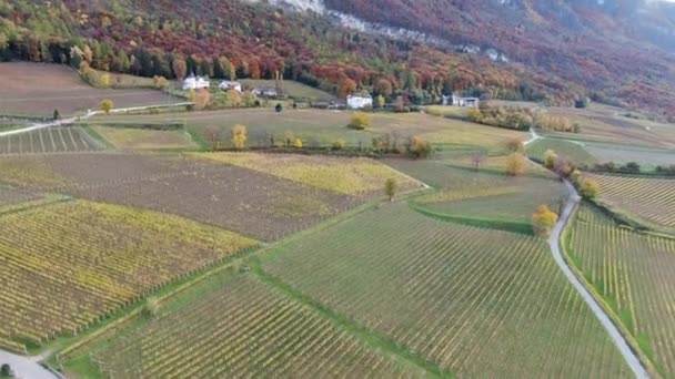 Aerial Drone Vineyards Autumn South Tyrol Beautiful Sunset Alps — Stock Video