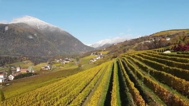 Luftdrohne Über Den Weinbergen Herbst Neustift Südtirol — Stockvideo