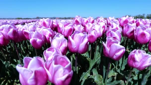Wind Blowing Pink Tulip Flowers Field Hoeksche Waard Zuid Holland — Stockvideo