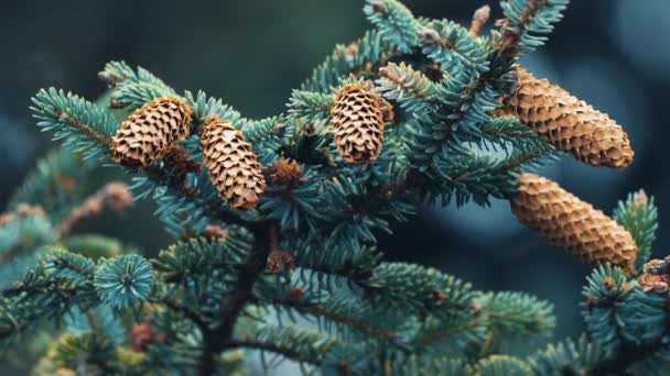 Close Shot Branches Top Pine Tree Pine Cones Hang Branches — Stock Video